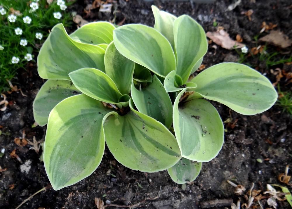 Photo of Hosta 'Frosted Mouse Ears' uploaded by Tepelus