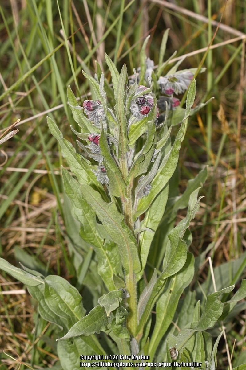 Photo of Houndstongue (Cynoglossum officinale) uploaded by bonitin