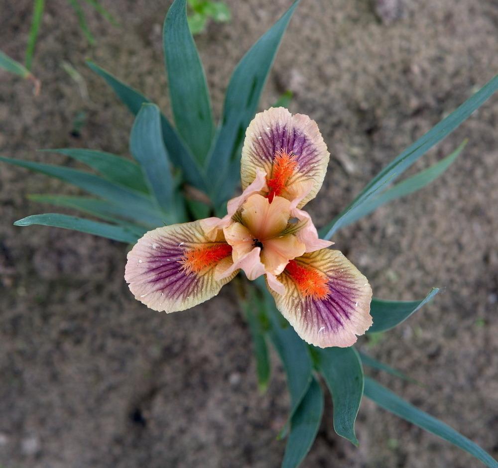 Photo of Standard Dwarf Bearded Iris (Iris 'Absolute Joy') uploaded by eko123