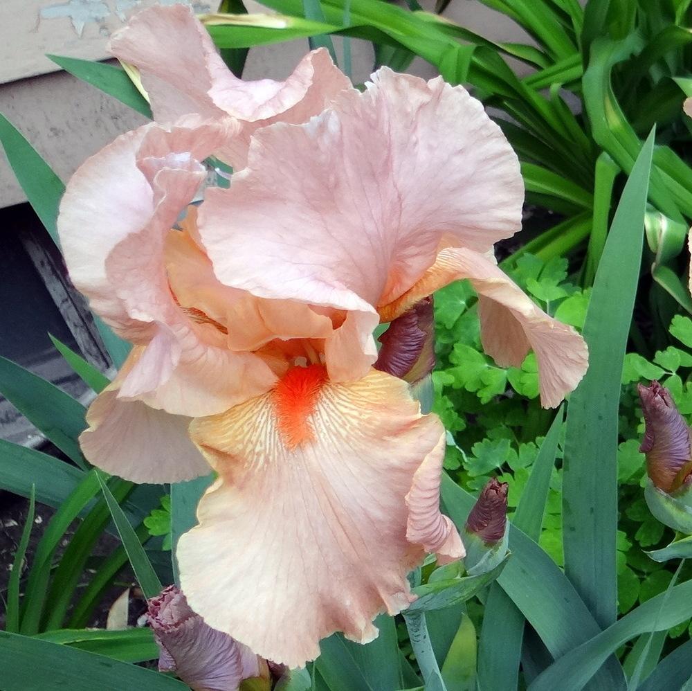 Photo of Tall Bearded Iris (Iris 'Laurel Park') uploaded by stilldew
