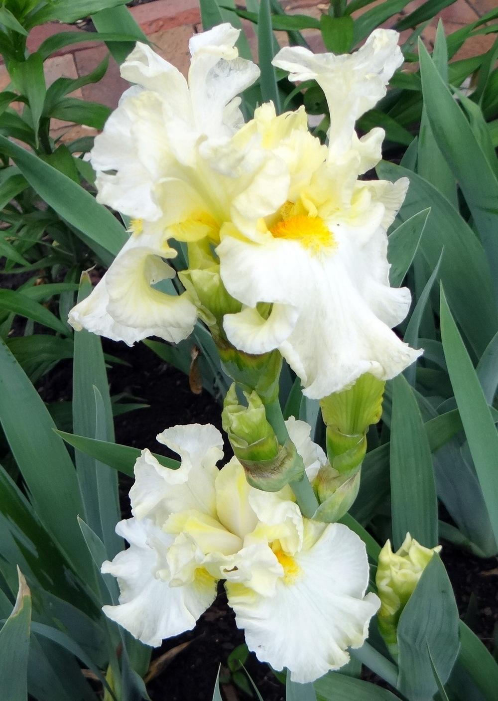 Photo of Border Bearded Iris (Iris 'Princess Bride') uploaded by stilldew