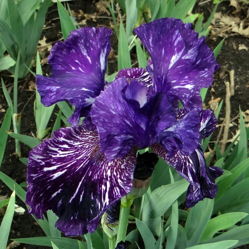 Photo of Tall Bearded Iris (Iris 'Fantasm') uploaded by stilldew