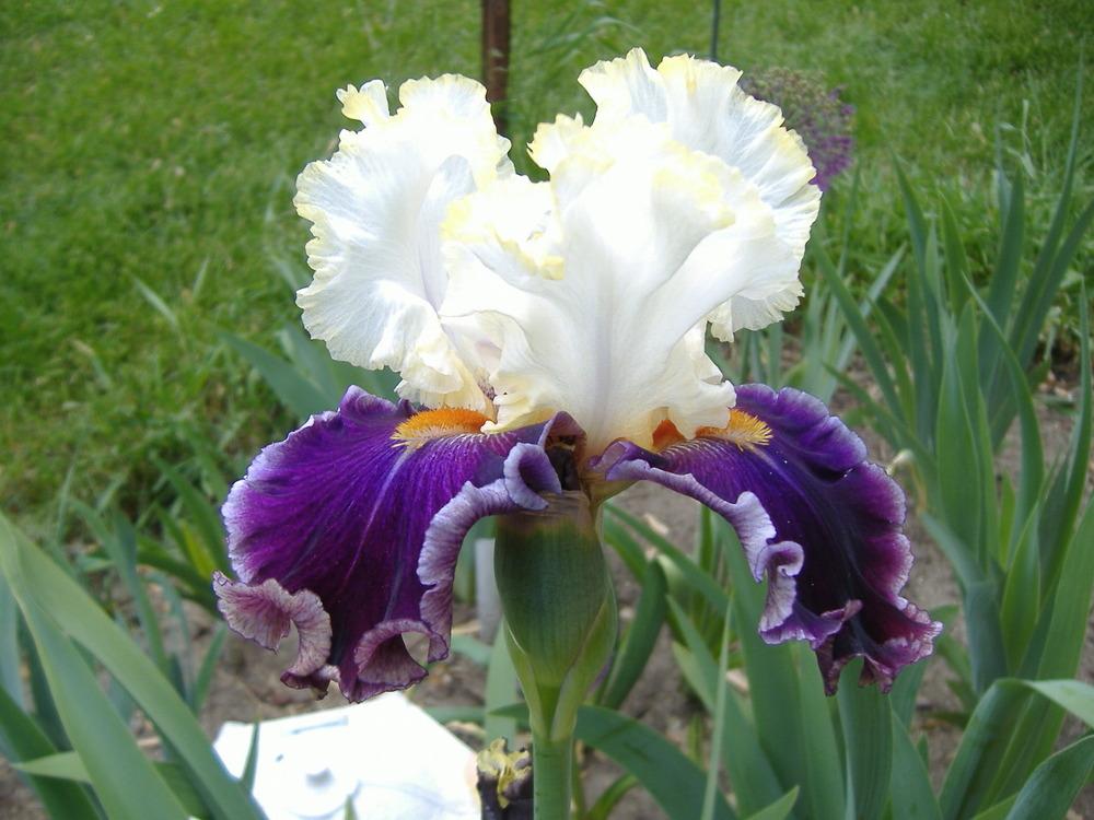 Photo of Tall Bearded Iris (Iris 'Regal Knave') uploaded by tveguy3