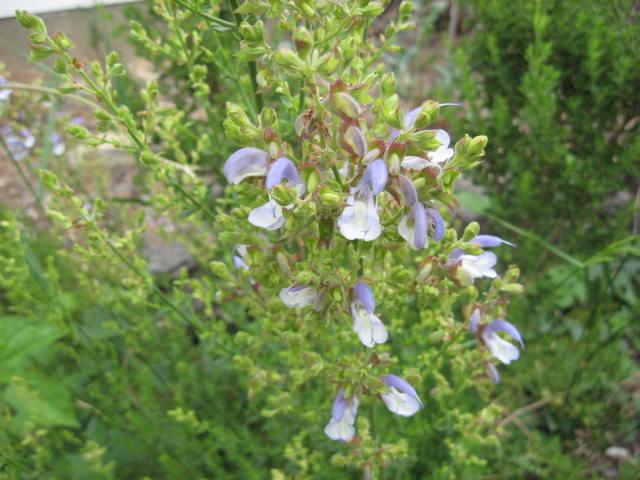 Photo of Salvia (Salvia africana) uploaded by wcgypsy