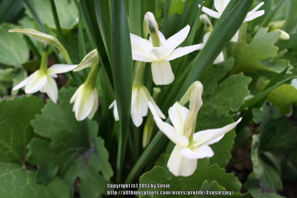 Photo of Triandrus Daffodil (Narcissus 'Ice Wings') uploaded by 4susiesjoy