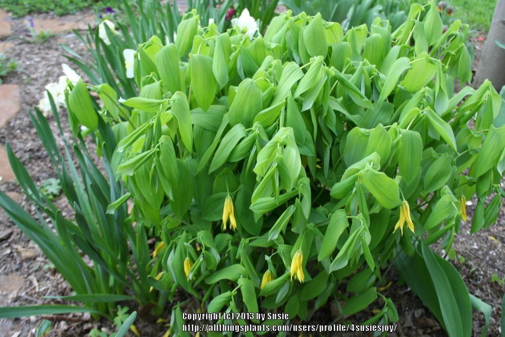 Photo of Merrybells (Uvularia perfoliata) uploaded by 4susiesjoy