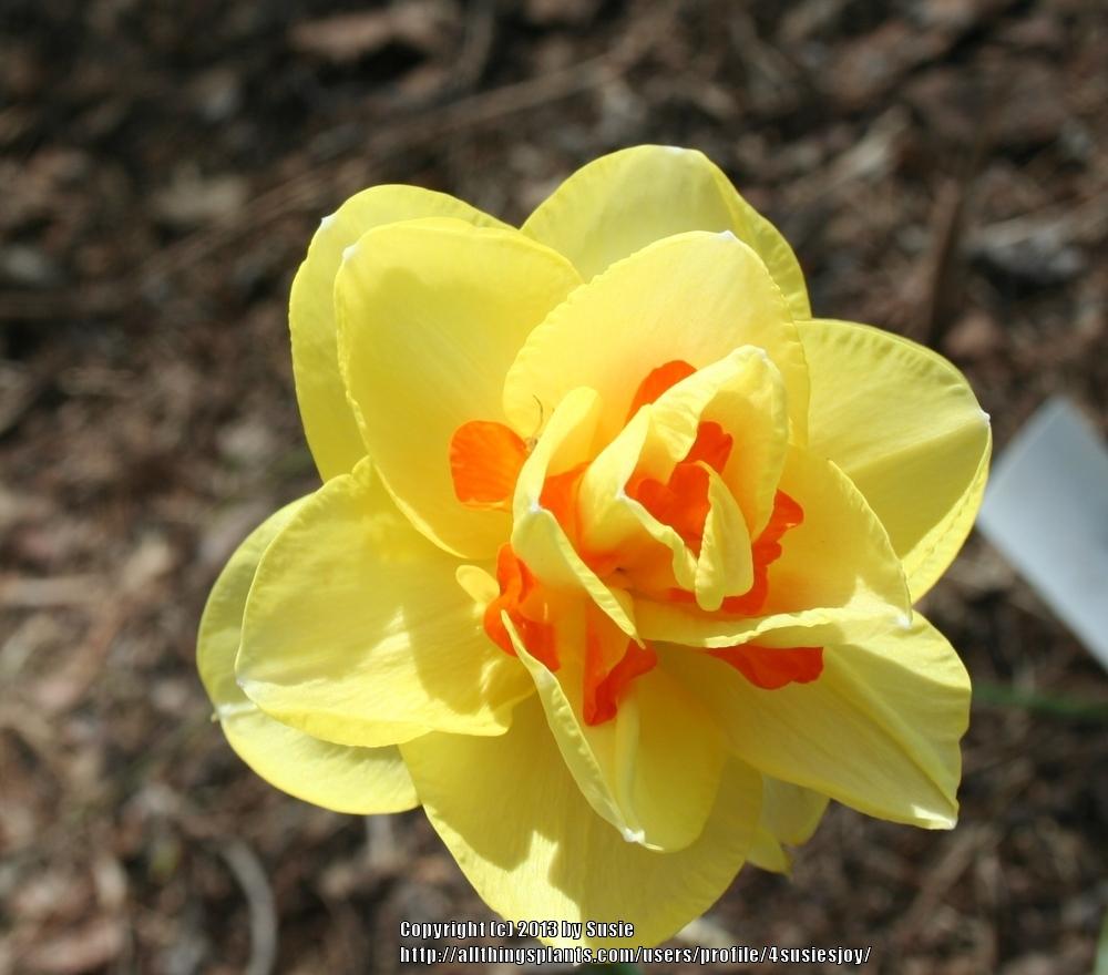 Photo of Double Daffodil (Narcissus 'Tahiti') uploaded by 4susiesjoy