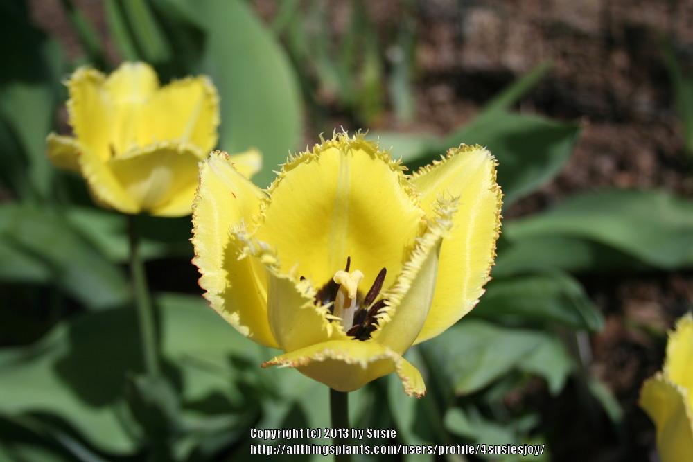 Photo of Fringed Tulip (Tulipa 'Fringed Elegance') uploaded by 4susiesjoy