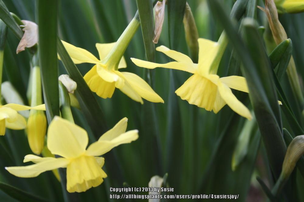 Photo of Triandrus Daffodil (Narcissus 'Hawera') uploaded by 4susiesjoy