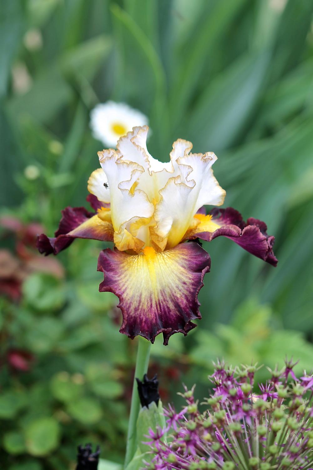 Photo of Tall Bearded Iris (Iris 'Superhero') uploaded by ARUBA1334