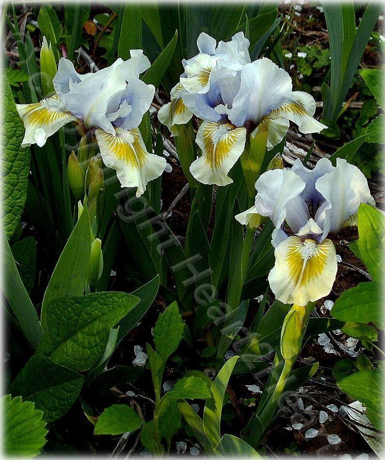 Photo of Standard Dwarf Bearded Iris (Iris 'Alsterquelle') uploaded by Heart2Heart