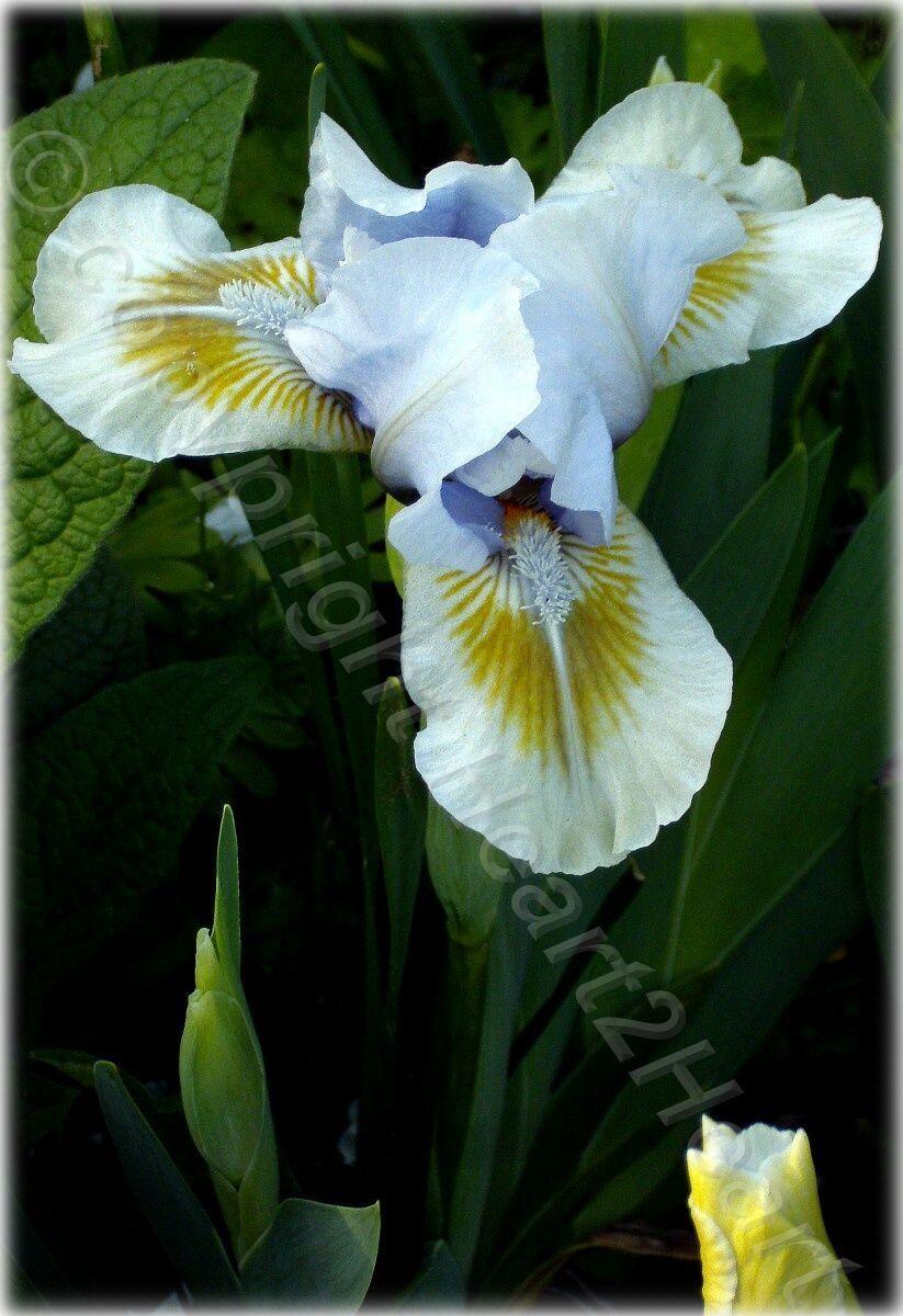 Photo of Standard Dwarf Bearded Iris (Iris 'Alsterquelle') uploaded by Heart2Heart