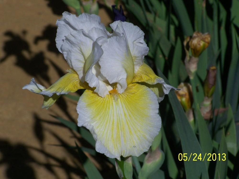 Photo of Tall Bearded Iris (Iris 'Glowing Smile') uploaded by Misawa77