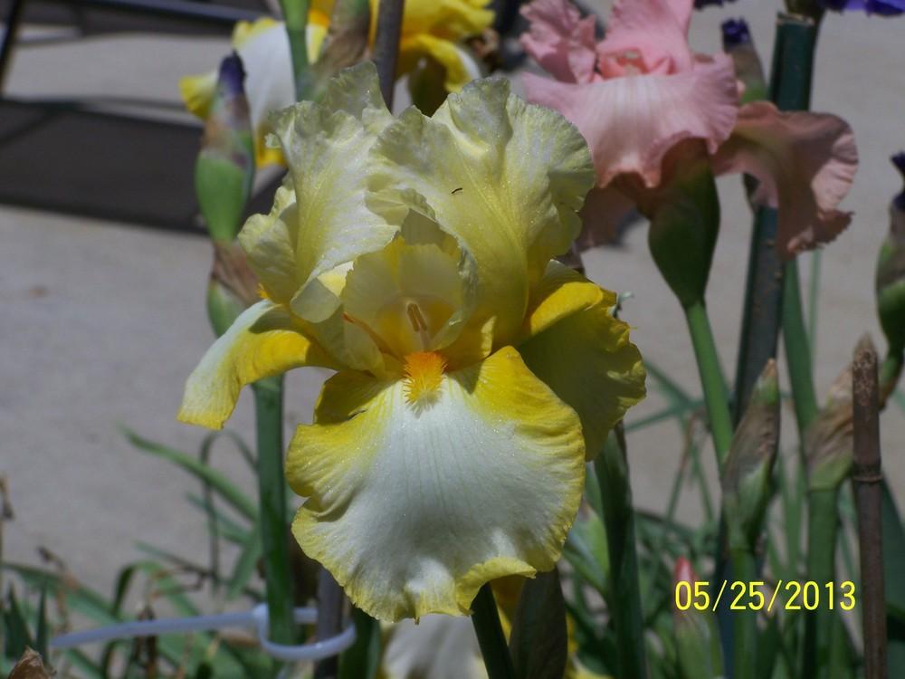 Photo of Tall Bearded Iris (Iris 'Amazon Bride') uploaded by Misawa77