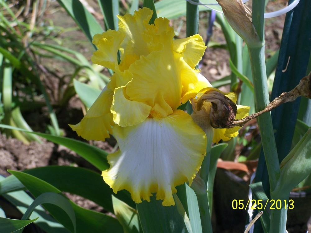 Photo of Tall Bearded Iris (Iris 'Lemon Fever') uploaded by Misawa77