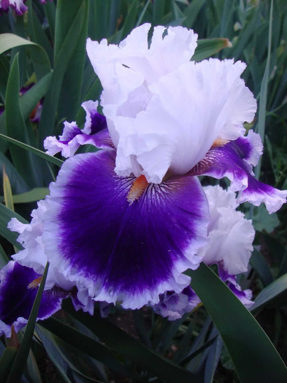 Photo of Tall Bearded Iris (Iris 'Bravery') uploaded by Paul2032
