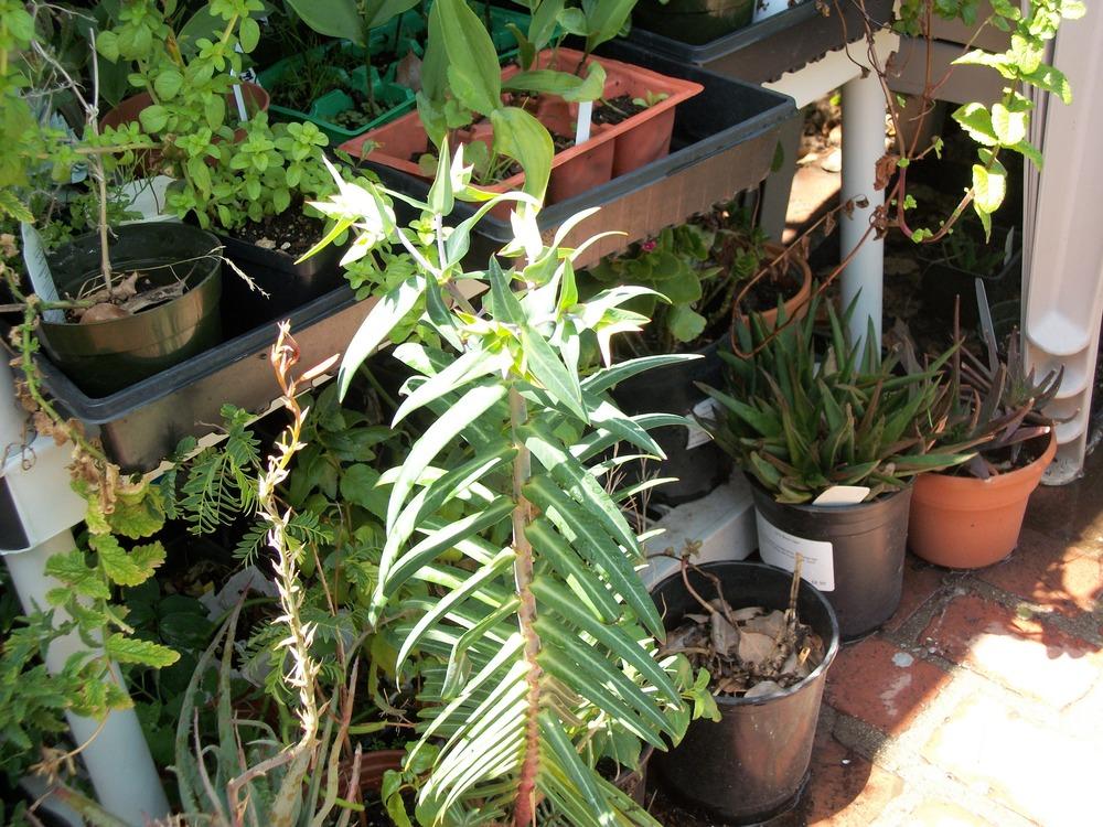 Photo of Gopher Spurge (Euphorbia lathyris) uploaded by Rhapsody616