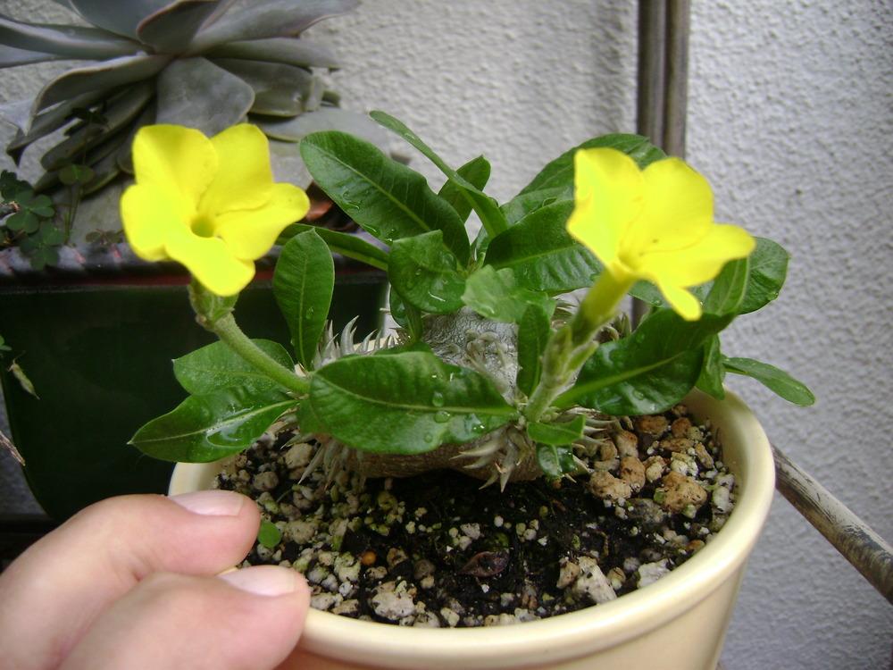 Photo of Pachypodium (Pachypodium brevicaule) uploaded by Ted5310