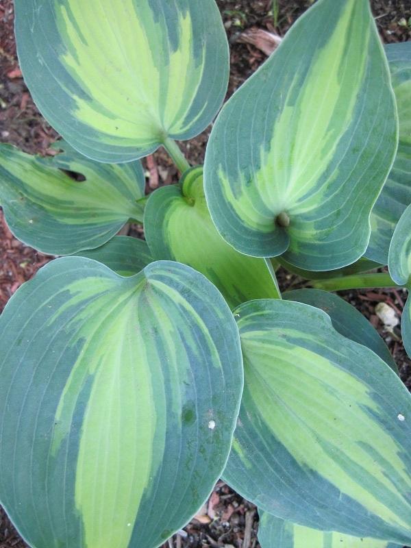 Photo of Hosta 'Grand Marquee' uploaded by robertduval14