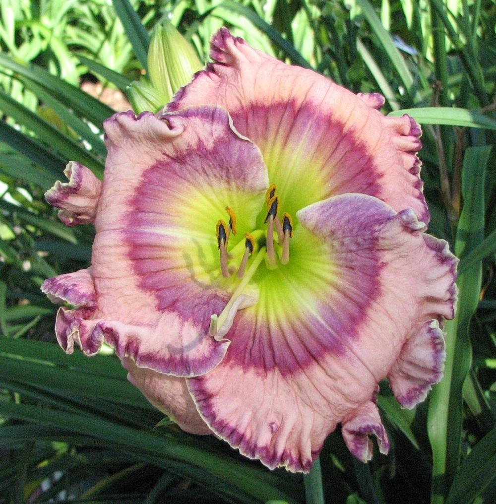 Photo of Daylily (Hemerocallis 'Art in Motion') uploaded by tink3472