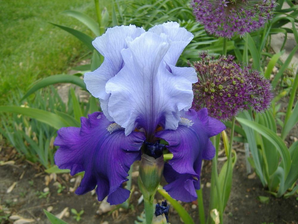 Photo of Tall Bearded Iris (Iris 'Mystique') uploaded by tveguy3