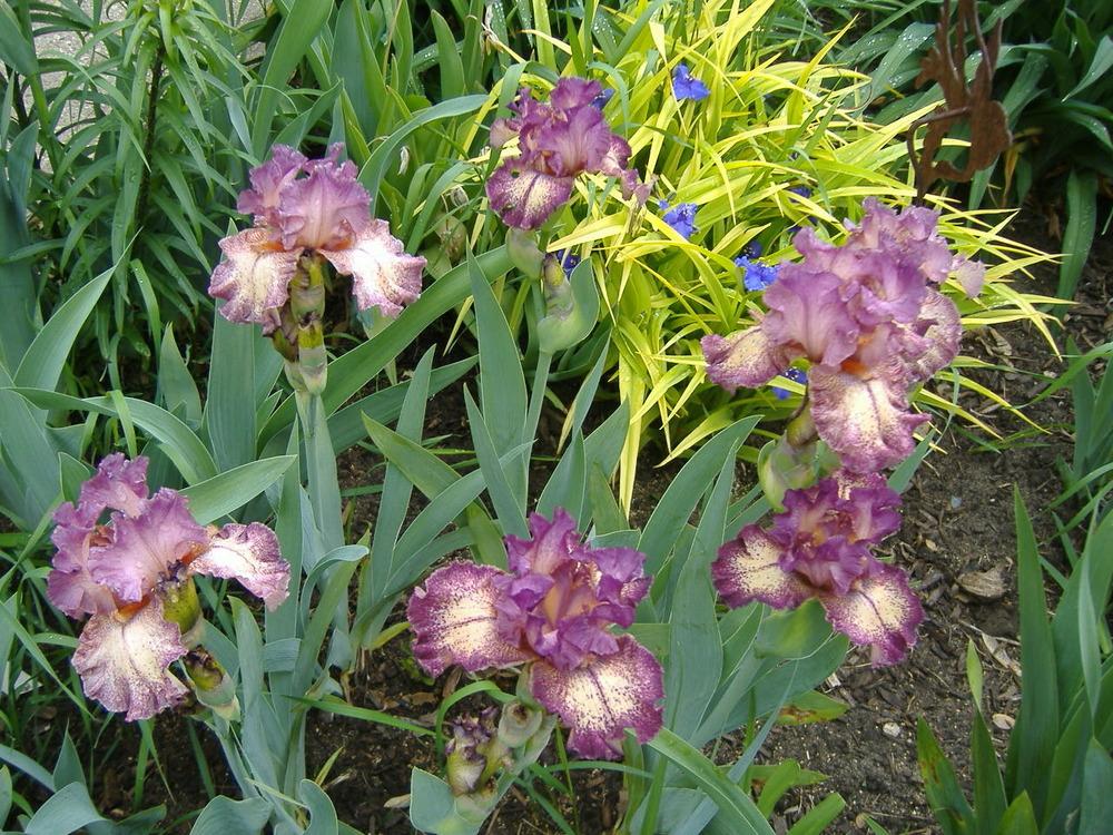 Photo of Tall Bearded Iris (Iris 'Rock Star') uploaded by tveguy3