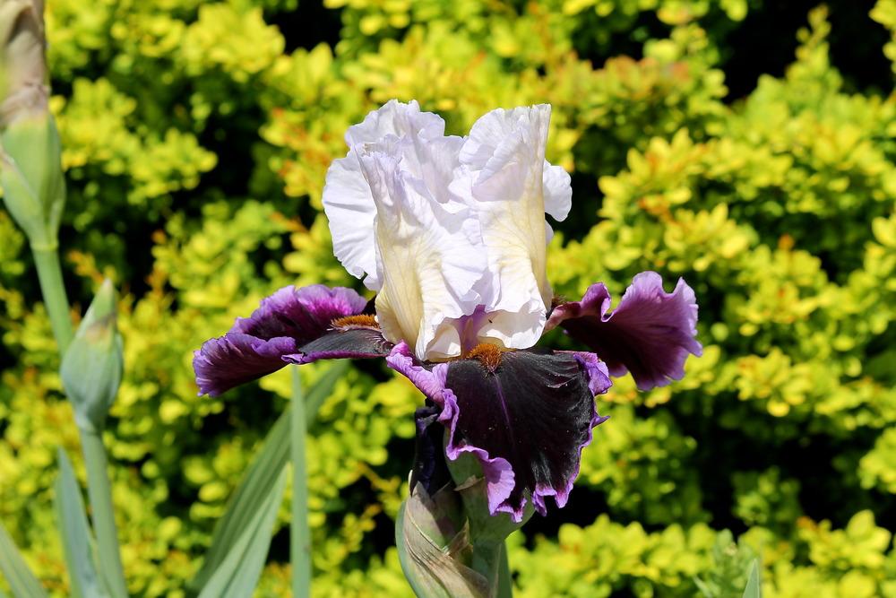 Photo of Tall Bearded Iris (Iris 'Enjoy the Party') uploaded by ARUBA1334