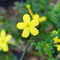 Location: Houston, TX
Date: March 2013
Bloom - about 3/8\" across, a bright, cheerful yellow