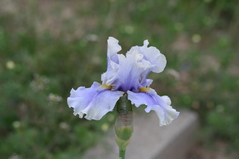 Photo of Tall Bearded Iris (Iris 'Snopeak Fall') uploaded by JuliaNY
