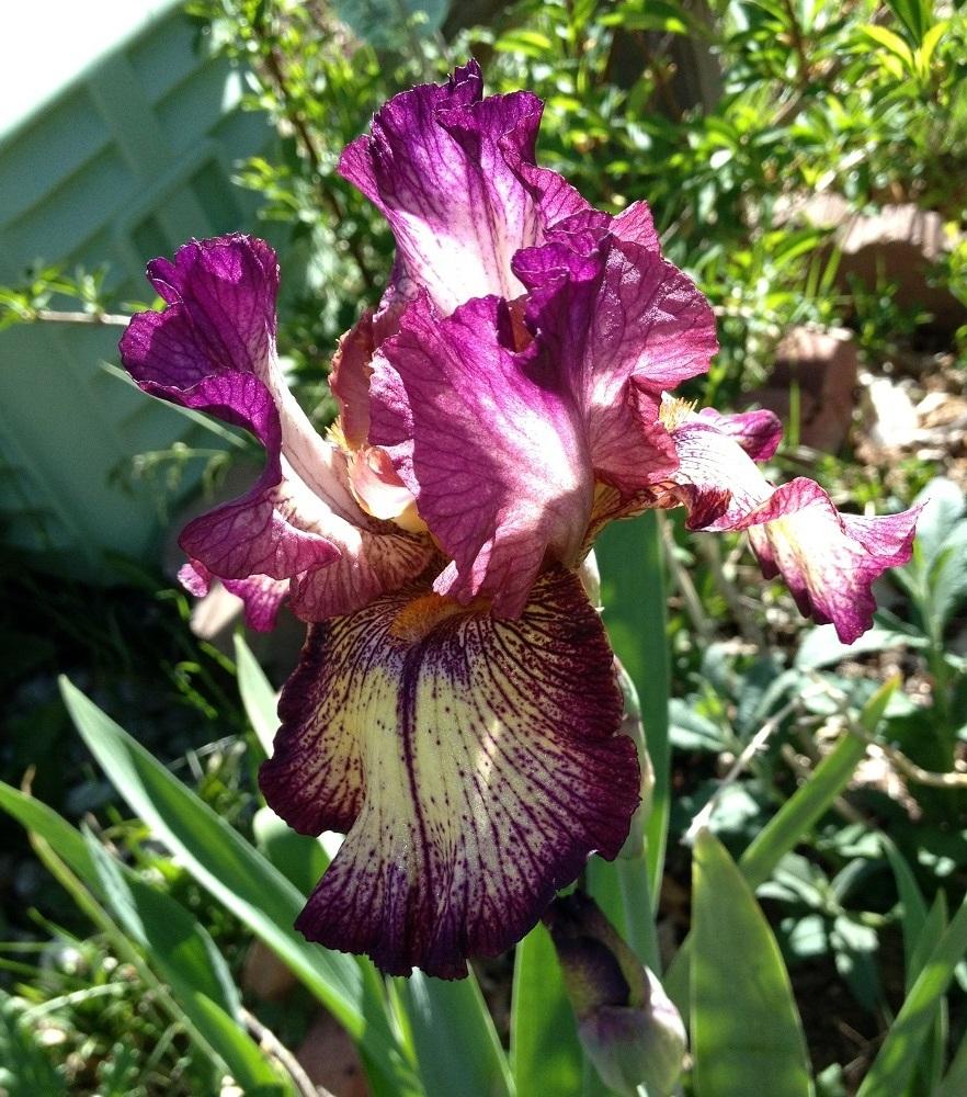 Photo of Tall Bearded Iris (Iris 'Innocent Star') uploaded by Skiekitty