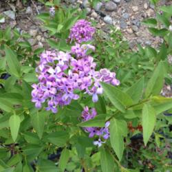 Location: Denver Metro CO
Date: 2013-05-28
Lilacs bloom only on \"old\" wood.  This plant has been in the gr