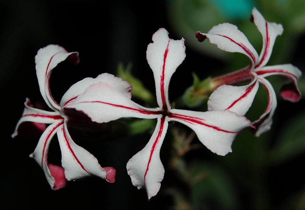 Photo of Pachypodium (Pachypodium succulentum) uploaded by Ursula