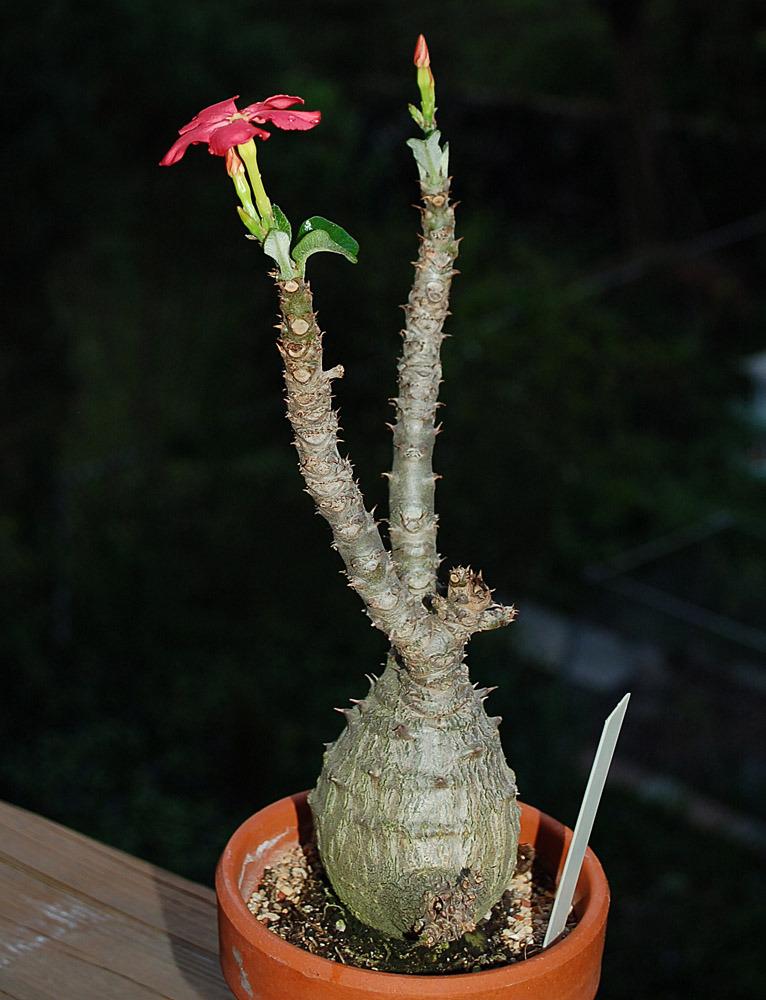 Photo of Pachypodium (Pachypodium windsorii) uploaded by Ursula