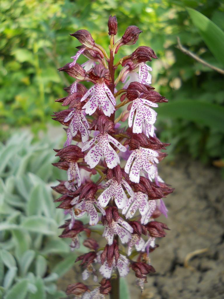 Photo of Lady Orchid (Orchis purpurea) uploaded by fixpix