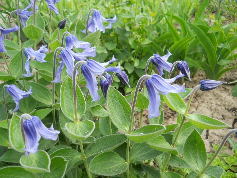 Photo of Clematis (Clematis integrifolia) uploaded by fixpix