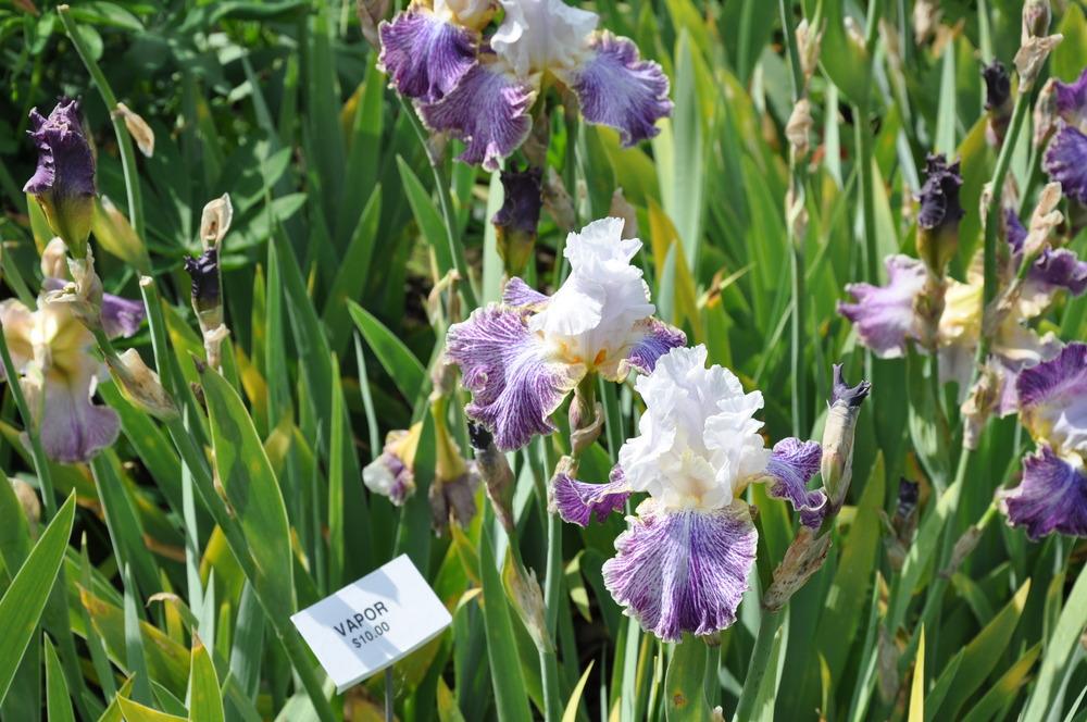 Photo of Tall Bearded Iris (Iris 'Vapor') uploaded by kosk0025