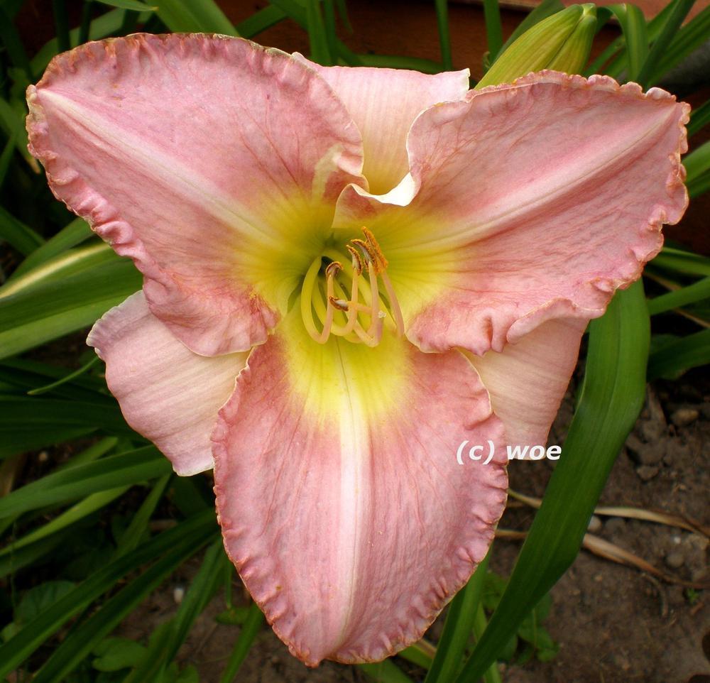 Photo of Daylily (Hemerocallis 'Rose') uploaded by mainstreet