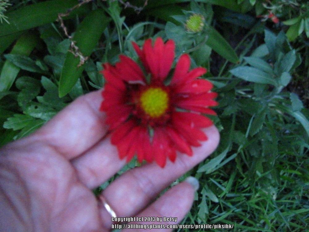 Photo of Blanket Flower (Gaillardia 'Burgunder') uploaded by piksihk