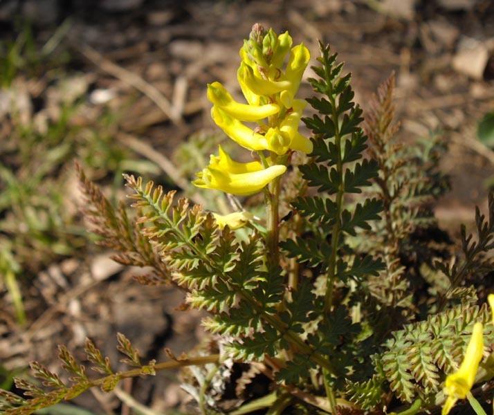 Photo of Ferny Corydalis (Corydalis cheilanthifolia) uploaded by robertduval14