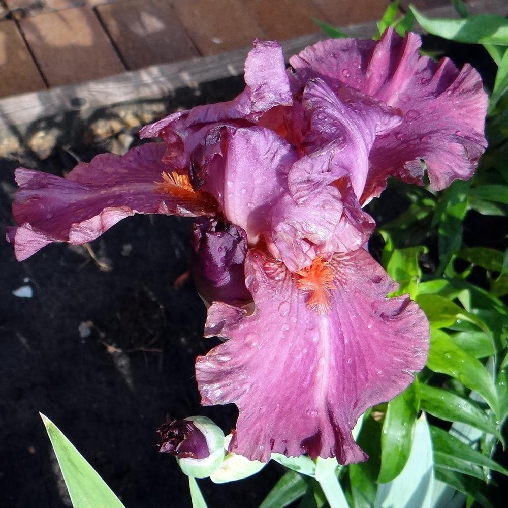 Photo of Tall Bearded Iris (Iris 'Splash of Raspberry') uploaded by stilldew