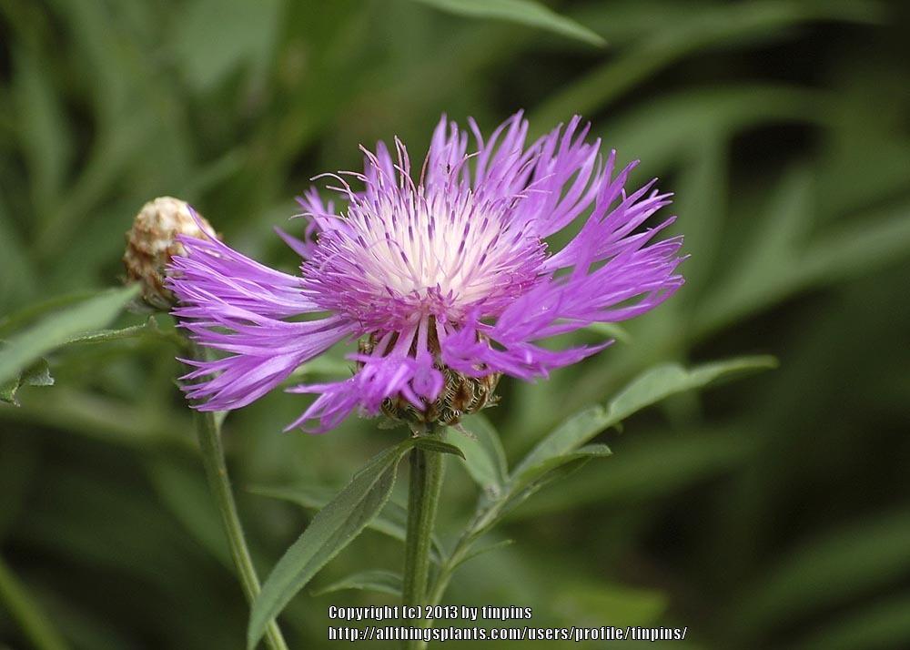 Photo of Pink Persian Cornflower (Psephellus dealbatus 'Rosea') uploaded by tinpins