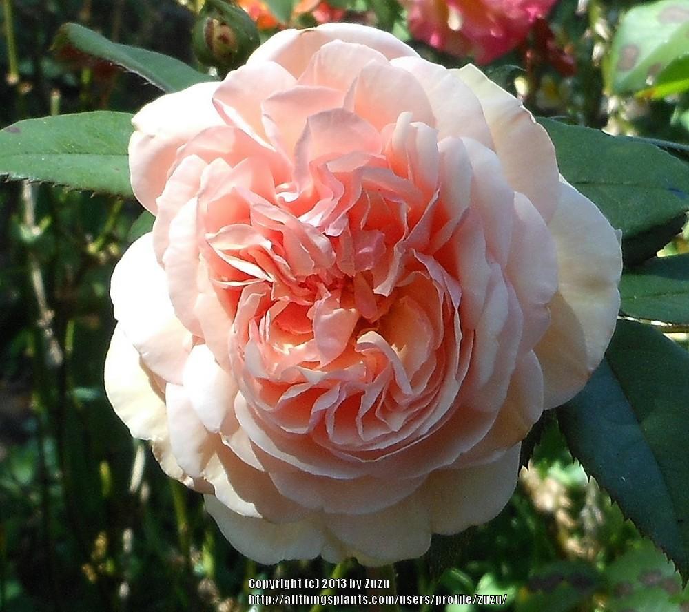 Photo of English Shrub Rose (Rosa 'A Shropshire Lad') uploaded by zuzu