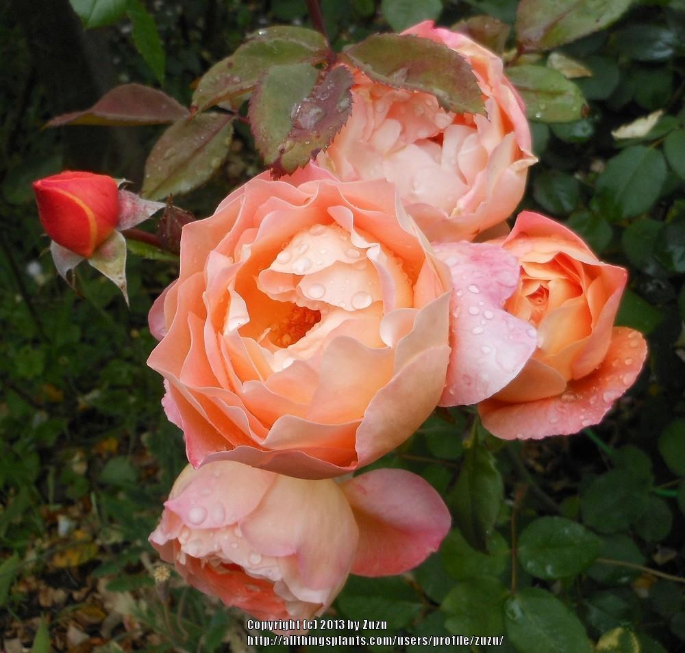 Photo of Rose (Rosa 'Lady Emma Hamilton') uploaded by zuzu
