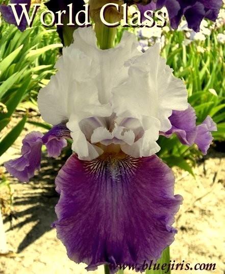Photo of Tall Bearded Iris (Iris 'World Class') uploaded by Calif_Sue