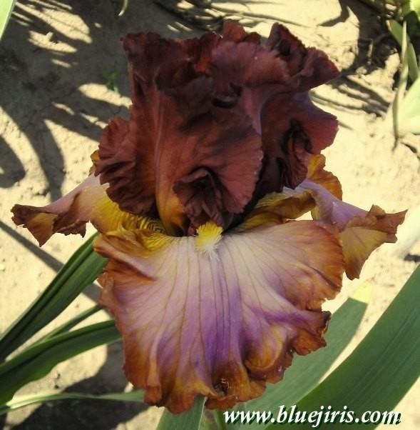 Photo of Tall Bearded Iris (Iris 'World of Color') uploaded by Calif_Sue