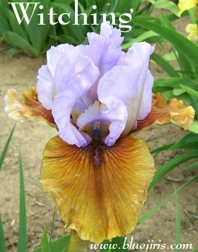 Photo of Tall Bearded Iris (Iris 'Witching') uploaded by Calif_Sue