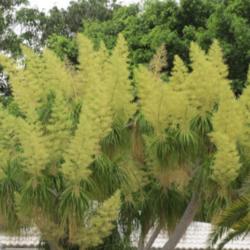 Location: Southwest Florida
Date: May 2013
The most impressive flowering of this tree I have ever seen.