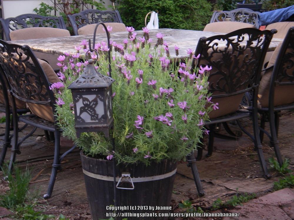 Photo of Lavender (Lavandula stoechas 'Silver Anouk') uploaded by Joannabanana
