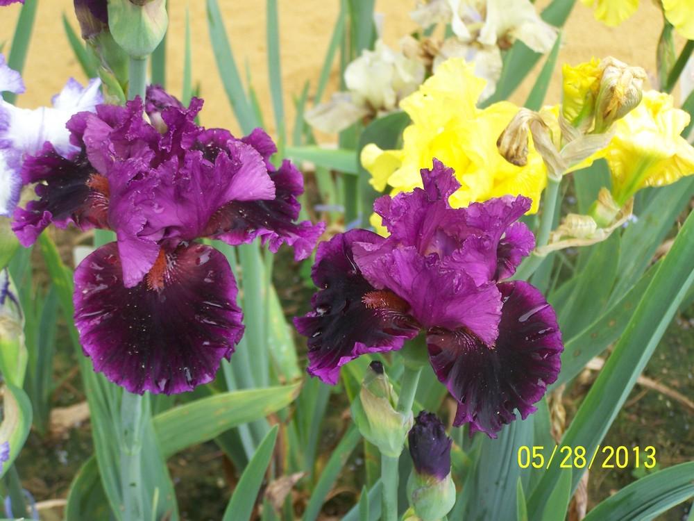 Photo of Tall Bearded Iris (Iris 'Accessible') uploaded by Misawa77