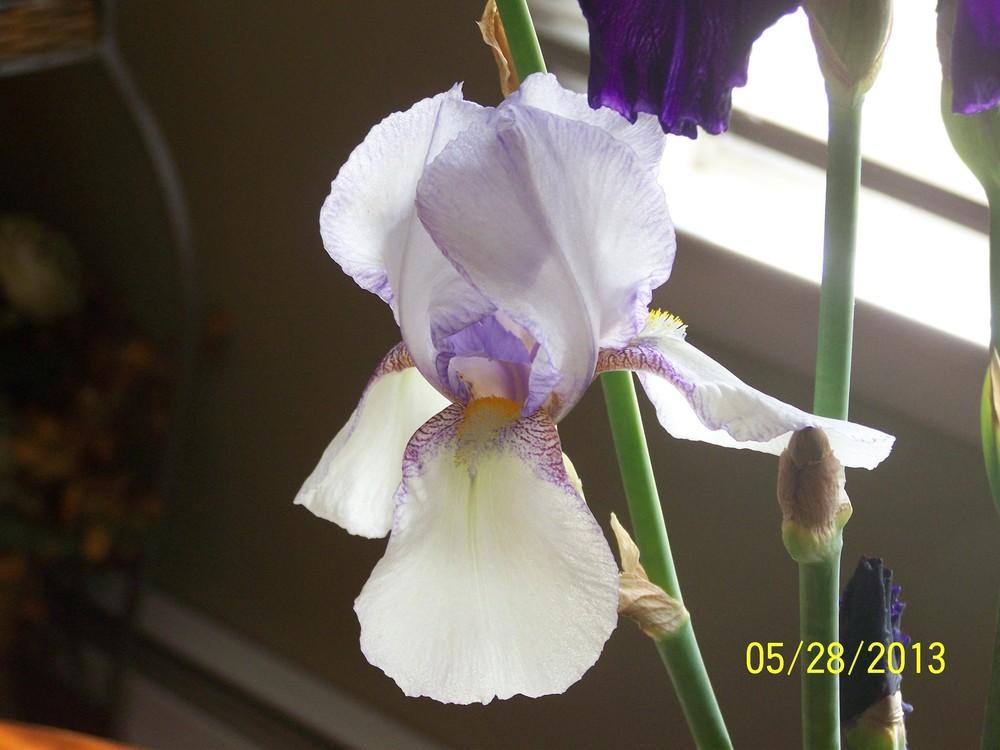 Photo of Tall Bearded Iris (Iris 'San Francisco') uploaded by Misawa77